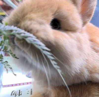 涟子