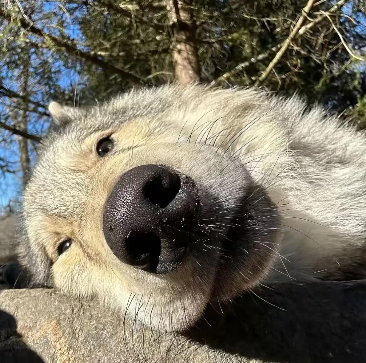 麦香鱼好吃 的书页图片